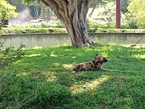 Zoologico Guadalajara