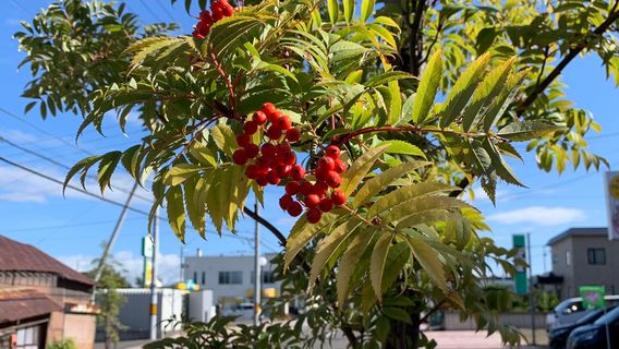 Ayako Miura Memorial Literature Museum