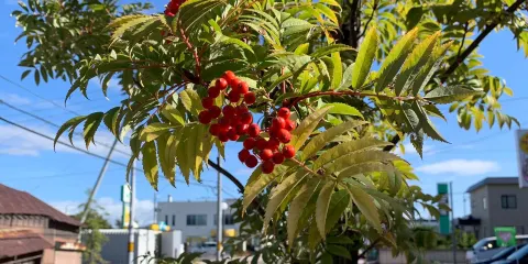三浦綾子紀念文學館