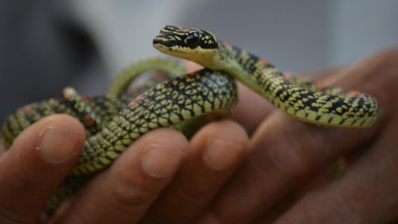 Snake Farm weligama (main snake rescue center)