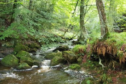 Falling Foss Tea Garden
