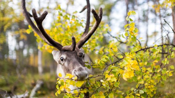 Inari Reindeer Farm