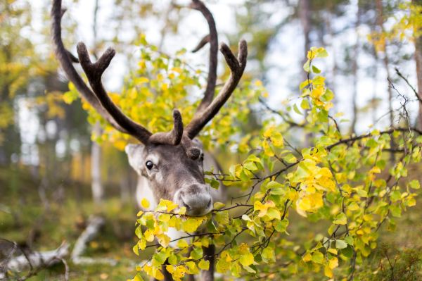 Inari Reindeer Farm