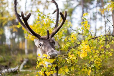Inari Reindeer Farm