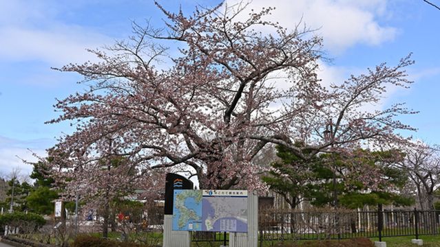 Hakodate City Forest