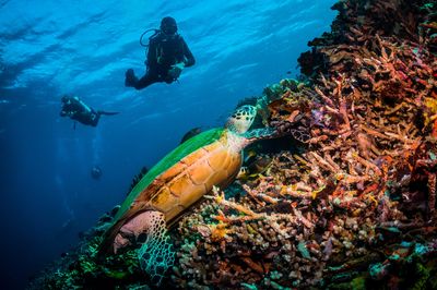 Scuba Republic - Komodo