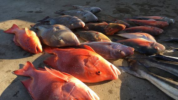 Fishing Offshore 1770 Charters