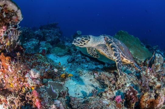 Scuba Froggy Gili Trawangan