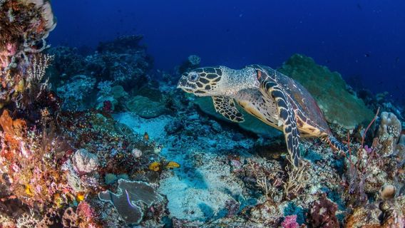 Scuba Froggy Gili Trawangan