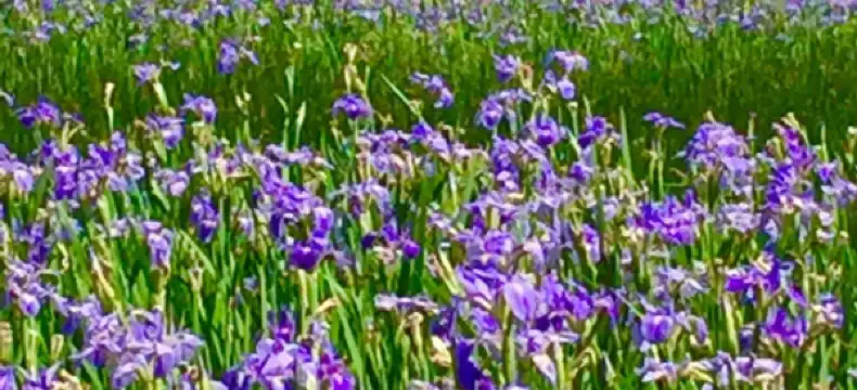 大宜味村のホテル