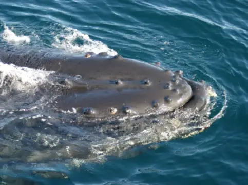 Nauteyri - Steinshús