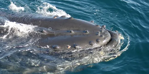 Nauteyri - Steinshús