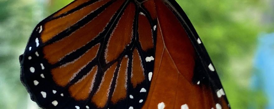 Sweetbriar Nature Center