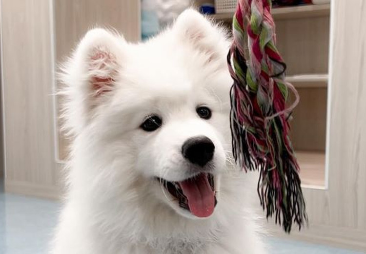 Samoyed Cafe AL Kamiitabashi (, Tokyo) - Restaurant Reviews, Menu