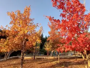 Park Joseph Tohme Skaff