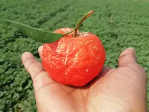 Orange Garden (কমলার বাগান)