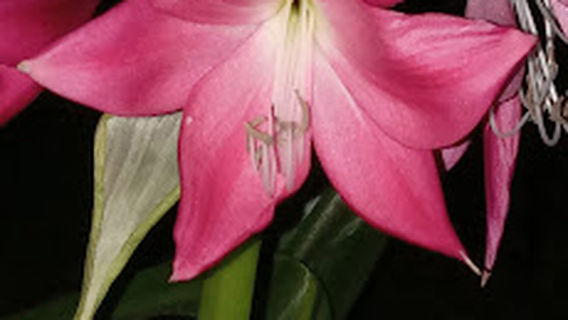 Buddy Span Park Hazlehurst,GA