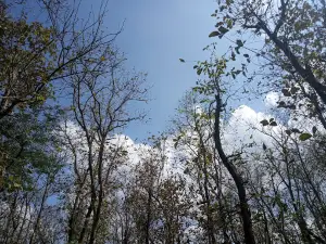 Sherpur Forest Park