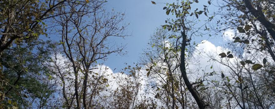 Sherpur Forest Park