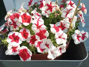 Schmiesing Flower Farm