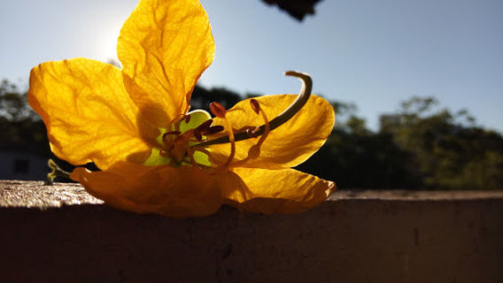 Parque Dr Lauro Dornelles