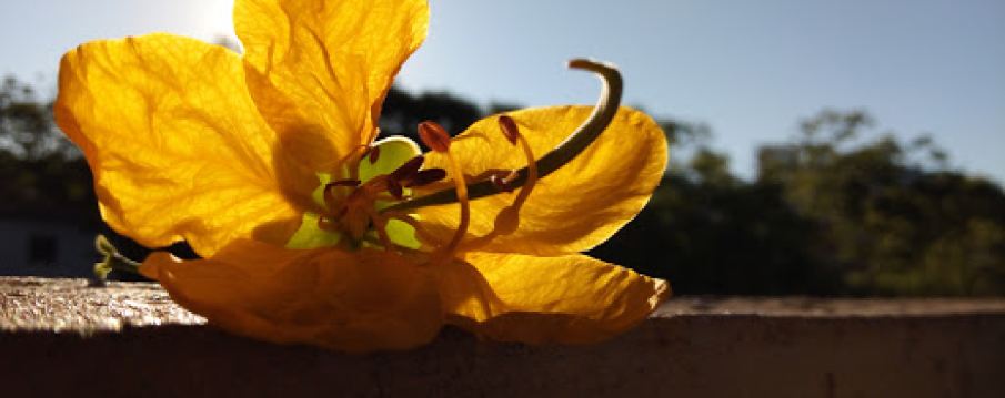 Parque Dr Lauro Dornelles