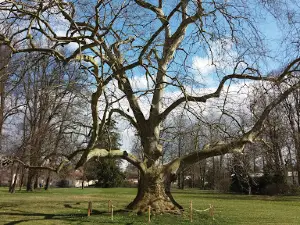 Kostelecký park