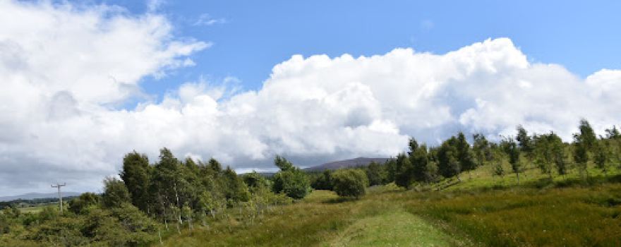 Wellwood Alpacas