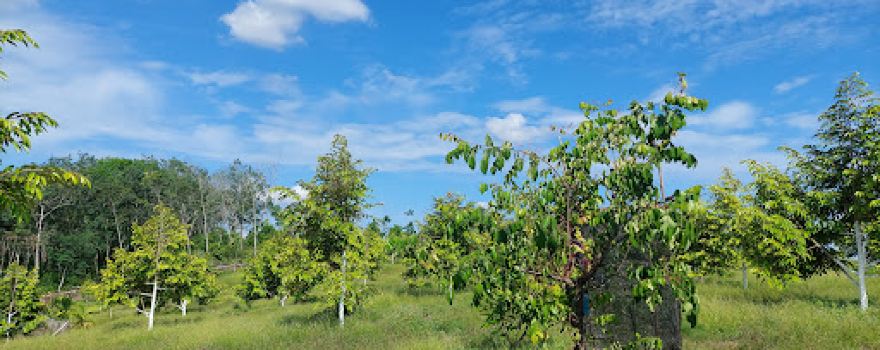 Kebun Durian Serindit Melayu