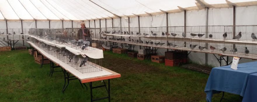 The Nantwich Show