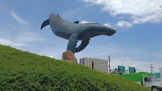 Vallarta Whale