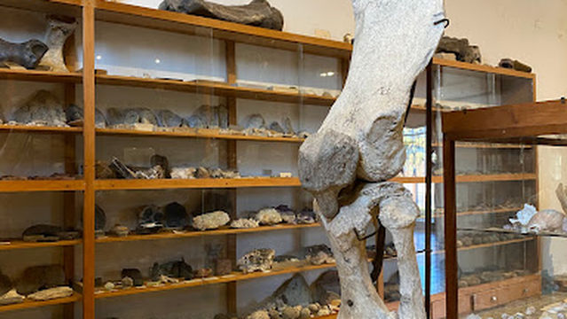 Espacio Paleontológico, Museo de Colonia