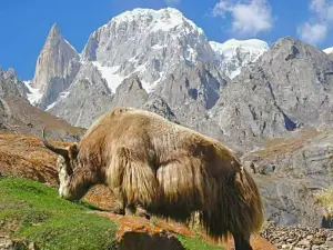 Polo Ground Kosht