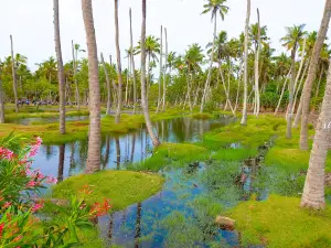 Lemur Beach