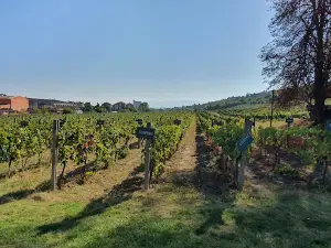 Muzej Vinarstva I Vinogradarstva