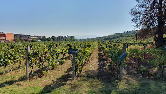 Museum of Winemaking and Viticulture