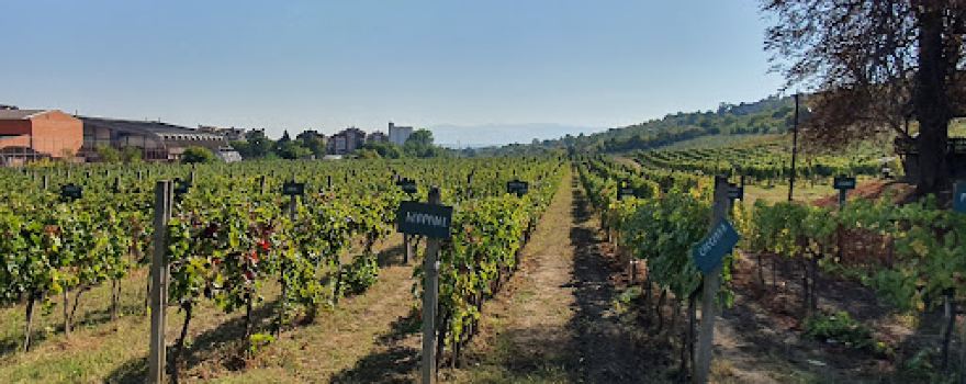 Muzej Vinarstva I Vinogradarstva