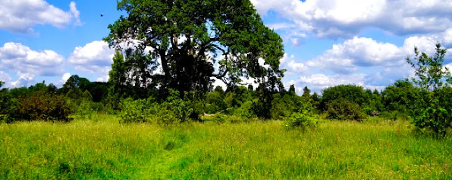 Brueton Park