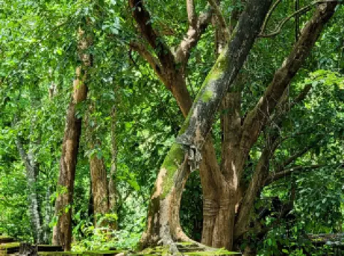 Popular Spring Outings in Chiang Mai