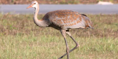 Jay B. Starkey Wilderness Park