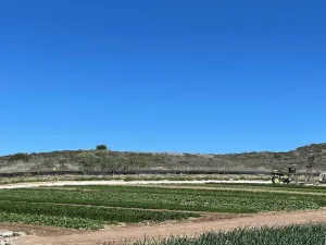 Tanaka Farms