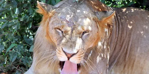 Dream Kenya Safaris