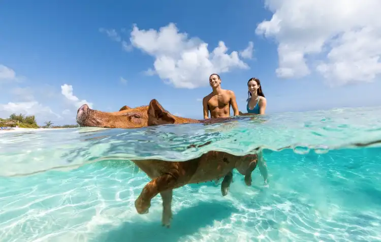 Hotels near Sandy Toes, Bahamas
