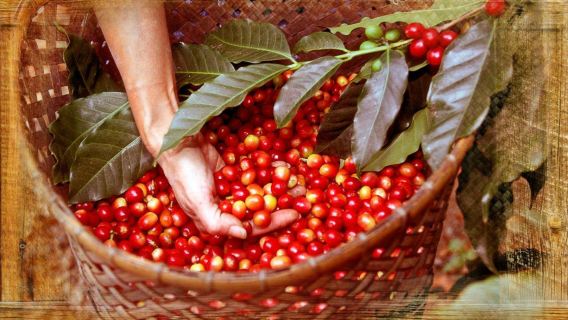 Mountain Thunder Coffee Plantation