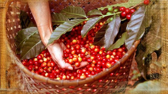 Mountain Thunder Coffee Plantation