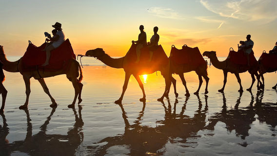 Red Sun Camels