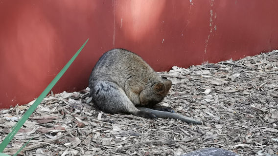 Ranger Red's Zoo & Conservation Park