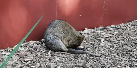 Peel Zoo