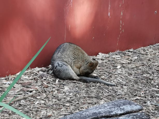 Ranger Red's Zoo & Conservation Park