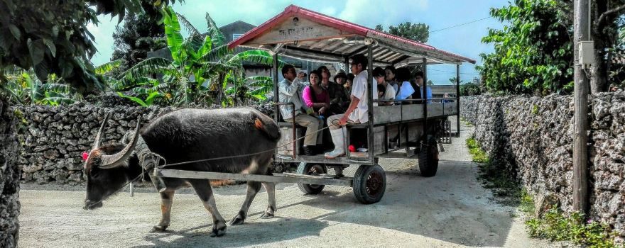 Water Buffalo Carriage, Nitta Kanko